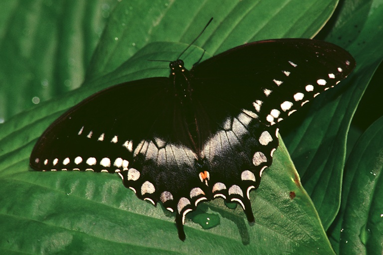 Spicebush Swallowtail